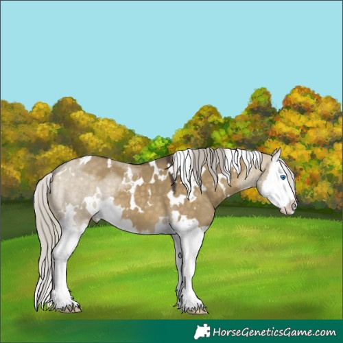 Horse Color:White Spotted Silver Buckskin Dun Splash 