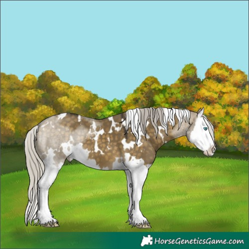 Horse Color:White Spotted Silver Buckskin Dun Splash 