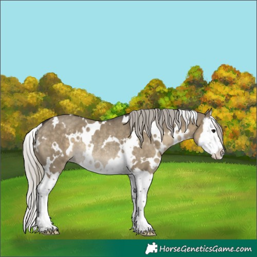 Horse Color:White Spotted Silver Smoky Grullo Splash Rabicano 