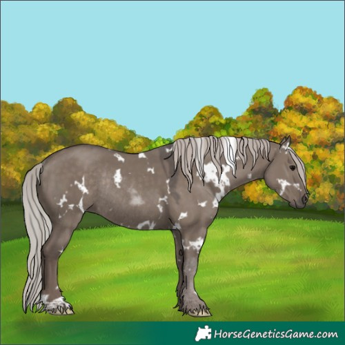 Horse Color:White Spotted Silver Grullo Rabicano 