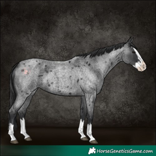 Horse Color:Blue Roan Splash 