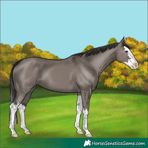 Horse Color:Smoky Grullo Splash 