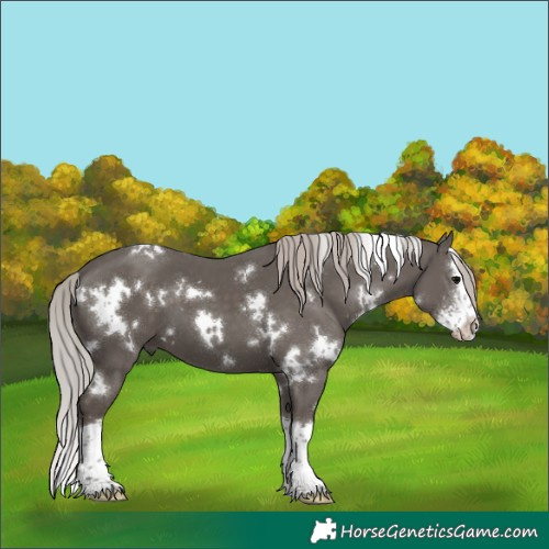 Horse Color:White Spotted Silver Black Sabino Splash 