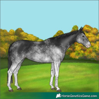 Horse Color:White Spotted Black