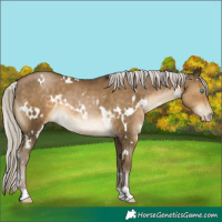 Horse Color:Gray White Spotted Silver Smoky Black Pearl