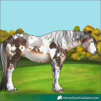 Horse Color:Gray White Spotted Liver Chestnut Sabino 