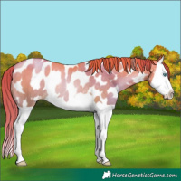 Horse Color:Smoky Black Pearl Splash Appaloosa Rabicano 