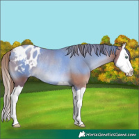 Horse Color:Black Pearl Splash Appaloosa Rabicano 
