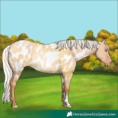 Horse Color:Silver Bay Pearl Dun Near Leopard Rabicano 