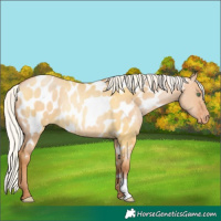 Horse Color:Silver Bay Pearl Dun Appaloosa Rabicano 