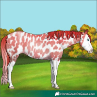Horse Color:Buckskin Pearl Splash Near Leopard