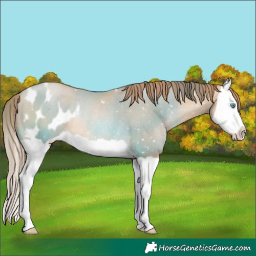 Horse Color:Chocolate Smoky Black Pearl Splash Blanket Rabicano