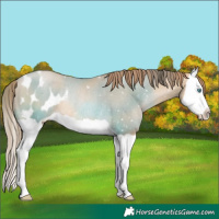 Horse Color:Chocolate Smoky Black Pearl Splash Appaloosa Rabicano 