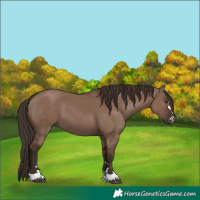 Horse Color:Liver Red Dun 