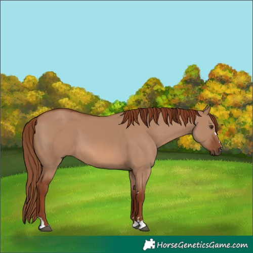 Horse Color:Red Dun