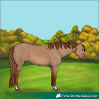 Horse Color:Red Dun 