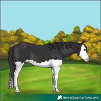 Horse Color:Brown Splash