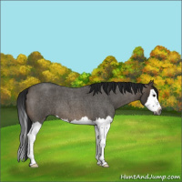 Horse Color:Gray Brown Roan Dun Splash 