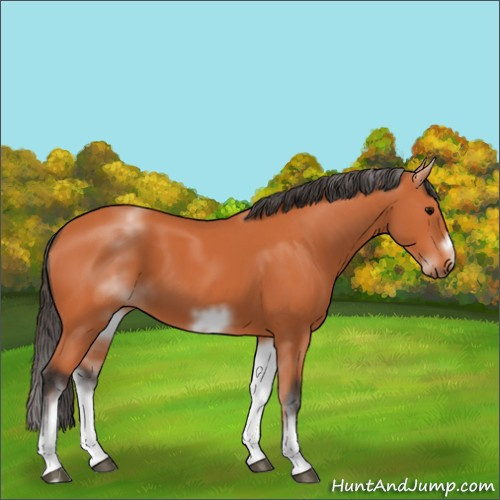 Horse Color:White Spotted Bay Sabino Frame