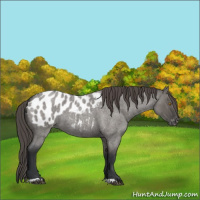 Horse Color:Grullo Roan Blanket