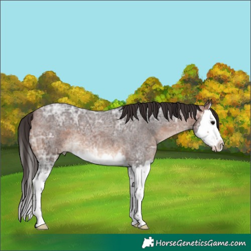 Horse Color:Bay Ice Roan Splash 