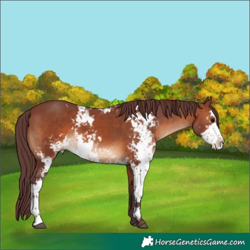 Horse Color:Chocolate Brown Sabino 