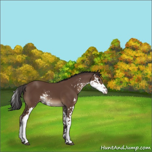 Horse Color:Bay Sabino 