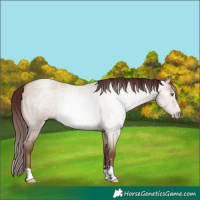 Horse Color:Gray Chocolate Sable Champagne Roan Dun 
