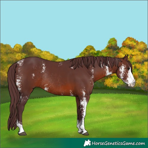 Horse Color:Chocolate Brown Sabino Rabicano 