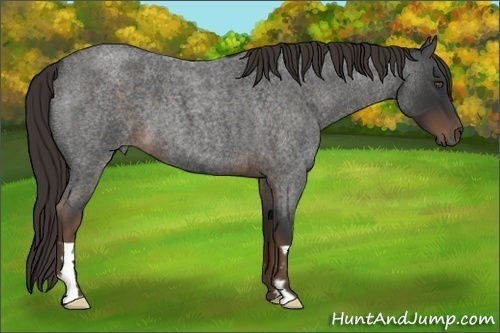 Horse Color:Liver Red Roan Frame 