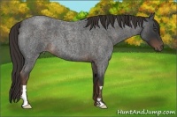 Horse Color:Liver Red Roan Frame 
