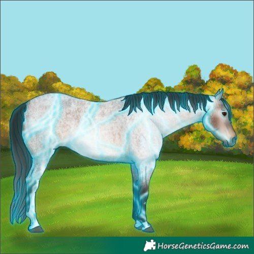 Horse Color:Gray Thunderstruck Bay Roan Rabicano 