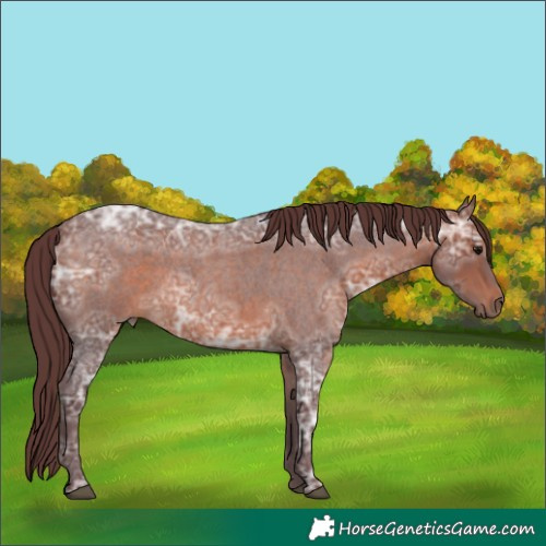Horse Color:Chocolate Bay Ice Roan 