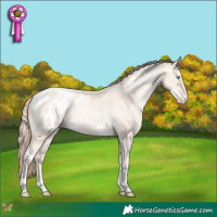 Horse Color:Amber Cream Champagne Pearl Tobiano Appaloosa 