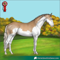 Horse Color:Chocolate Palomino Splash 