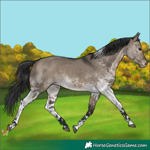 Horse Color:White Spotted Brown Dun Tobiano