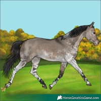 Horse Color:White Spotted Brown Dun Tobiano 