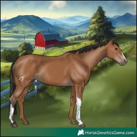 Horse Color:Bay 