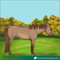 Horse Color:Red Dun 