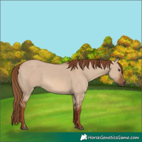 Horse Color:Red Dun 