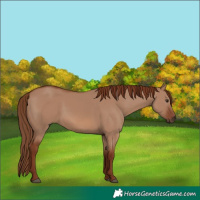 Horse Color:Red Dun