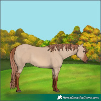 Horse Color:Red Dun 