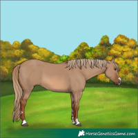 Horse Color:Red Dun