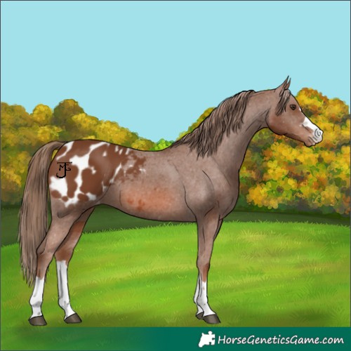 Horse Color:Chestnut Appaloosa