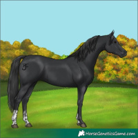 Horse Color:Black  and Black 