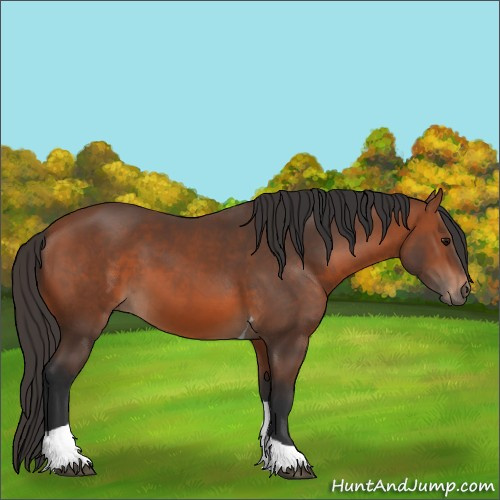 Horse Color:Bay Tobiano 