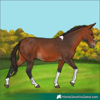 Horse Color:Bay Tobiano 