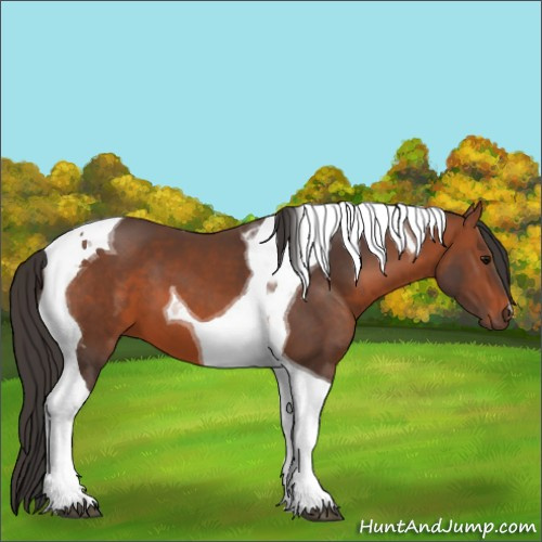 Horse Color:Bay Tobiano 