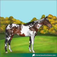 Horse Color:White Spotted Brown 