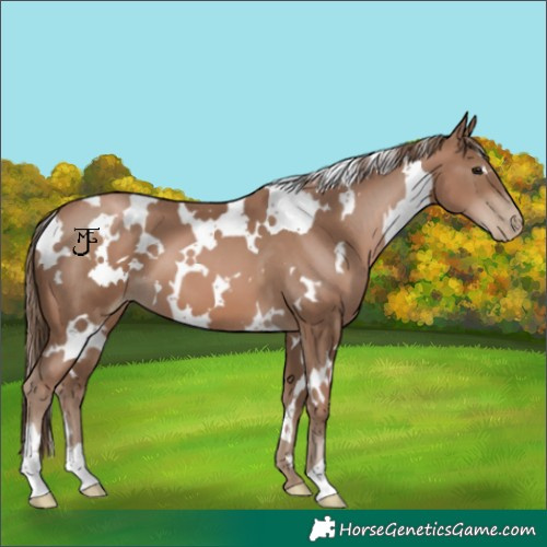 Horse Color:White Spotted Black Pearl